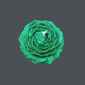 Peony Flower