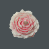 Peony Flower Candle Double Color